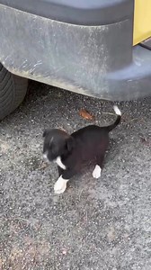 1.3M views · 25K reactions | Do you remember the puppies and their mother save one week ago from the middle of the street? The puppies was full of worms, very skinny and with neurological problems; they recive treatments , was dewormed and today they recived the vaccine. Thank you all the people that helped this family❤️❤️❤️ only togheter we can make miracles | We care about strays | Facebook