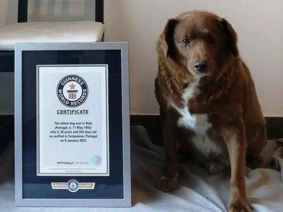 Oldest verified dog, Bobi, dies at 31 years of age