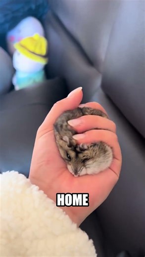 Why Do Hamsters Stuff Their Cheeks 🐹 Why Pets #hamster