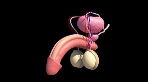 This Video Shows Male Reproductive System Stock Footage Video (100% Royalty-free) 1042694080 | Shutterstock