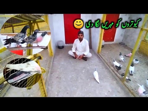 5 Din Wali Bazi Me Kaboteron Ko Mohre Lga Di😊