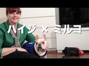 フレンチブルドッグのミルコ #311 ボク志村どうぶつ園に出演するよ