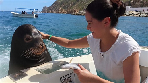 Unbelievable Moment: Sea Lion Jumps on Boat and Steals the Spotlight!