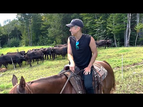 Springfield, VT: I dream of these steaks... a farm visit with Vermont Wagyu!!