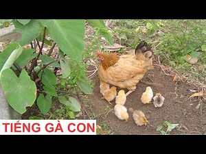 Tiếng gà kêu chíp chíp đáng yêu,Tiếng Gà Con Kêu Cực Chuẩn ,Gà Con Kêu Lạc Mẹ Âm Chuẩn,