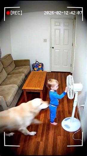 CCTV: Golden Retriever Shields Toddler from Spinning Fan 😱🐶 #AI