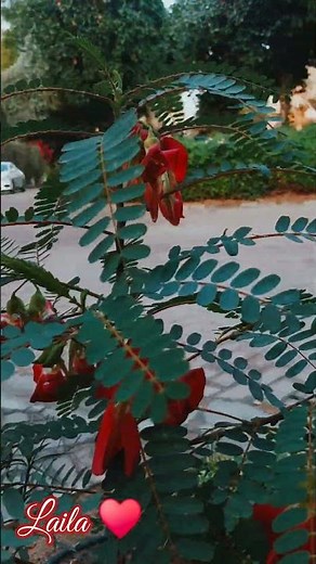 Hummingbird tree Sesbania (katuray, katuday) #shortvideo #short #nature #garden #flowers