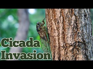 Why Are Cicadas So Noisy? Nature’s Loudest Insect Explained