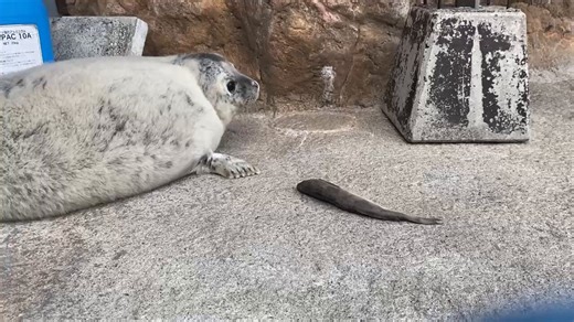 先週土曜日のゴマフアザラシのきなこ🦭離乳始まりました。#旭山動物園　#asahiyamazoo#ゴマフアザラシ　#きなこ