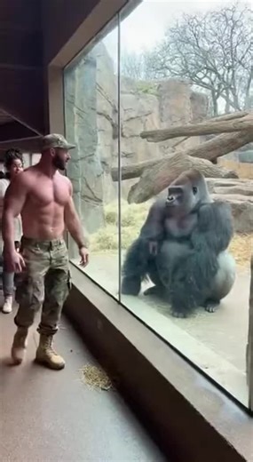 Gorilla VS human #SilentScream #GorillaVsHuman #ZooViral #FunnyAnimal #CopyCatGorilla