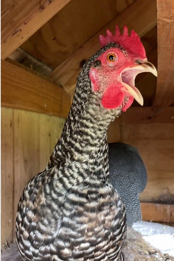 Hen Laying an Egg and Singing a Sweet Song