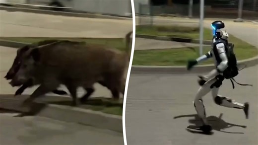 Bizarre video shows humanoid robot chasing wild boars