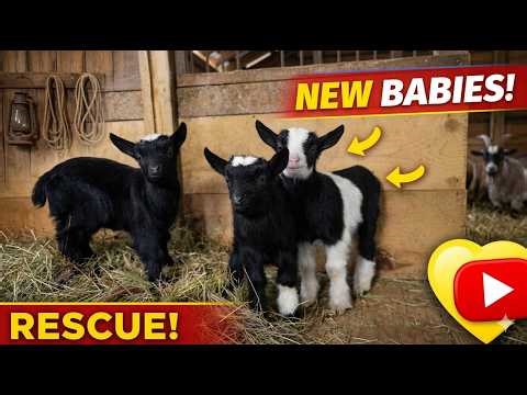We Rescued a Mama Goat & 3 Babies… Here’s What Happened