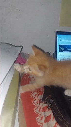 cute cat watching a small laptop #cat #funnycat #comedy #cuteandcutecat #three-striped cat #cat