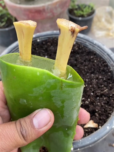 How to Grow Bananas from Buds at Home