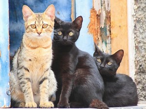 Is Three Cats Too Many? What To Expect When Adding A Third Cat?