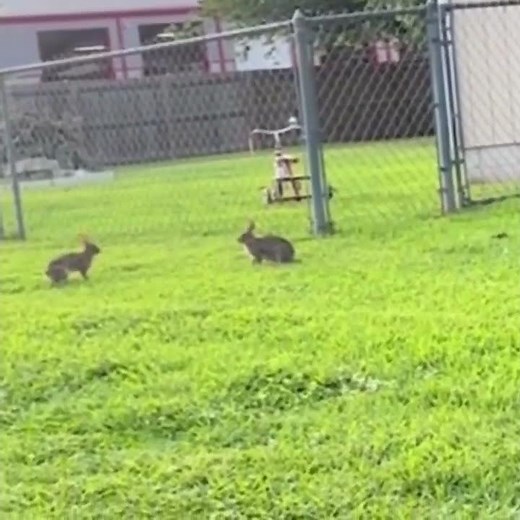 Rabbits jumping over each other - playing in the grass bunny funny