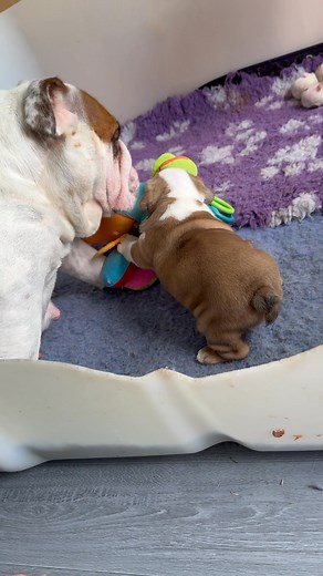 131K views · 5K reactions | Mum stop trying to clean me … I’m playing with my new friend !! My fill in brother n sisters don’t do much ! | Pristiq | Facebook