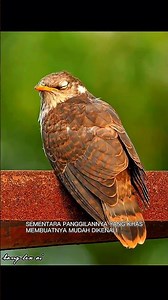 8 Second Animal Secrets – Episode 17: Rahasia Burung Kukuk yang Jarang Terlihat!