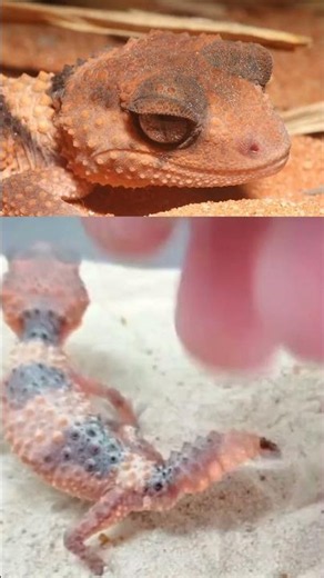 Why does this gecko have such a weird tail? 🦎🤯
