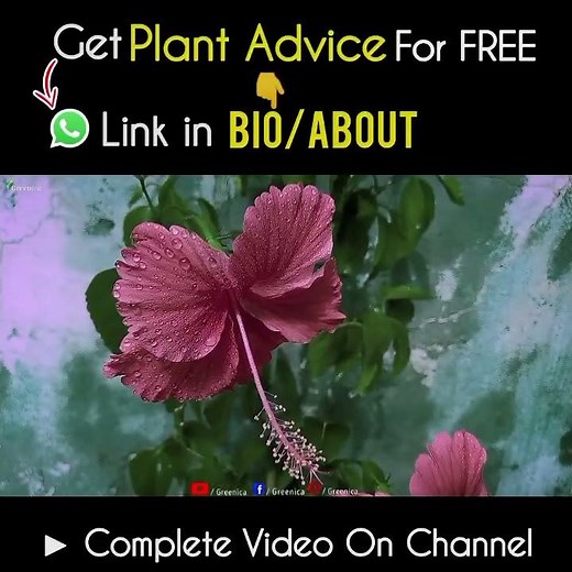Most Common Cause Of Hibiscus leaves Turning Yellow!