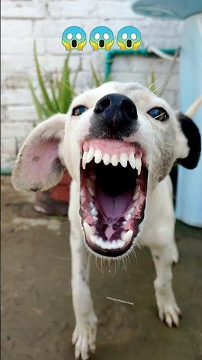 “Aggressive Puppy Growling Sound | Angry Little Dog Barking”