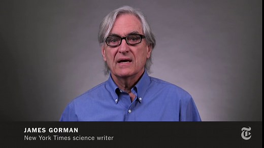 Stick Insect Helps Scientists Study How Animals Move