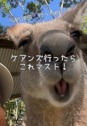 ケアンズ旅行ガイド：トップ5アクティビティ