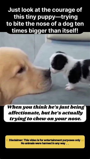 The little dog is angry 😨 #fyp #viral #animals #cats #cat #cute #fypシ #shorts #ytshorts #yt