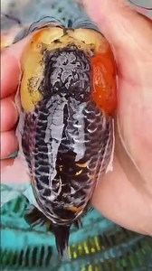 Big faced baby goldfish! Only grow a head, not a body! What should I do? #goldfish #koi