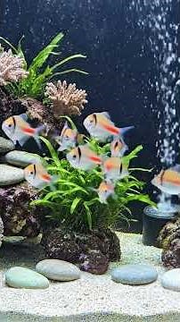 8-Hour. cat TV Aquarium Ambience Screensaver Relaxing Fish Tank