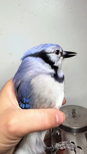 Blue Jay Mimics Feral Cats: Pluto's Unique Talent