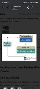 Diagram of the positive feedback loop involving the pituitary g... | Filo