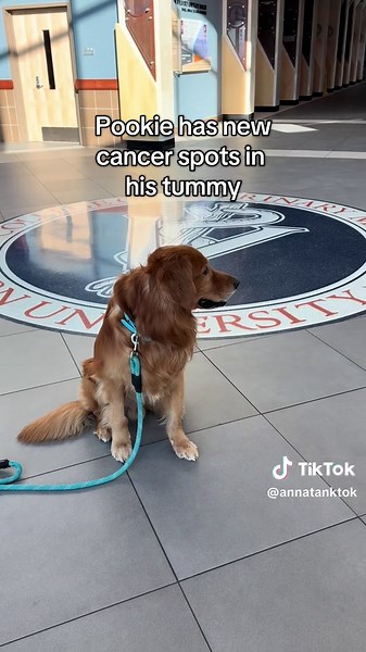 Support for Jax: A Golden Retriever's Cancer Journey