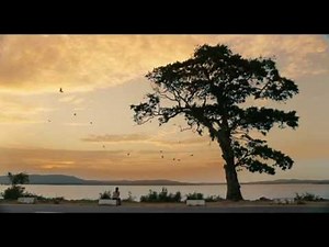 『バーニング・バード』(Burning Birds)
