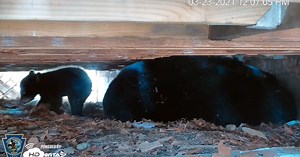 Pennsylvania's popular bear cam returns with live feed from new den