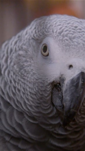 Psychic Gets Parrot to Stop Swearing 🦜 #ThePetPsychic #pets #nature #funny #animals #petsofinstagram #parrot | The Pet Psychic