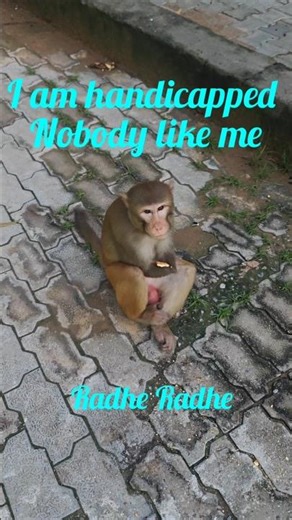 3536 🙏Hara hun💓 Baba #khatushyambhajan #khatushyam #winner #win #short #handicapped #monkeys #reels