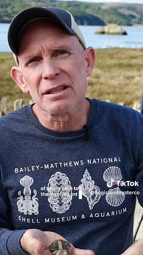 Oysters, Clams & Mussels: Understanding the Difference