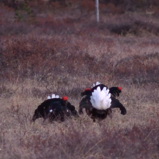 323K views · 6.6K reactions | wild life #kuroiler #chicken #chickenlover #BarredPlymouthRock #mating #reelsvideo #reelsfypシ #reelsvideoシ #ostrich #ostrichfarm | Zalatt Organic Farm | Facebook