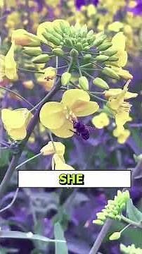 Top 10 Most Beautiful Flower Fields in China