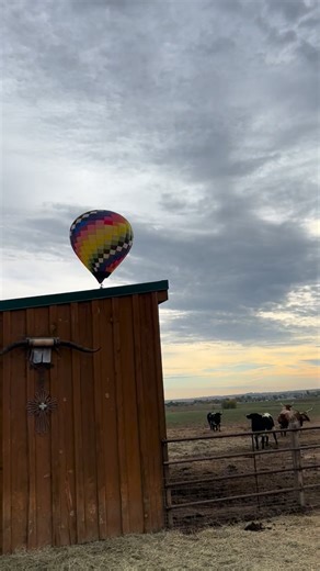 My cattle were not sure about this hot air ballon! It touched down in my neighbors field then flew over our field. I would say that hot air balloons and cattle do not mix well together! #donotscarethecattle #barnyardbuddies | Barnyard Buddies Fainting Goats
