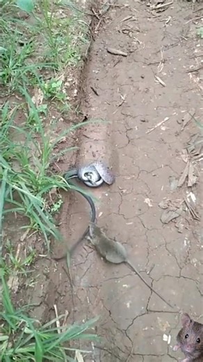 Rat attack snake🐍🐀