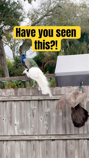 Albino peacock's in backyard zoo🦚