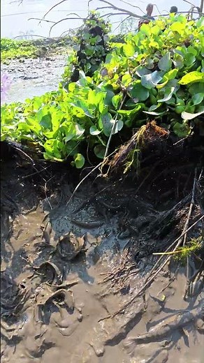 Unbelievable Hand Fishing in Dry Mud! 🐟Primitive Fishing Skills #fishing