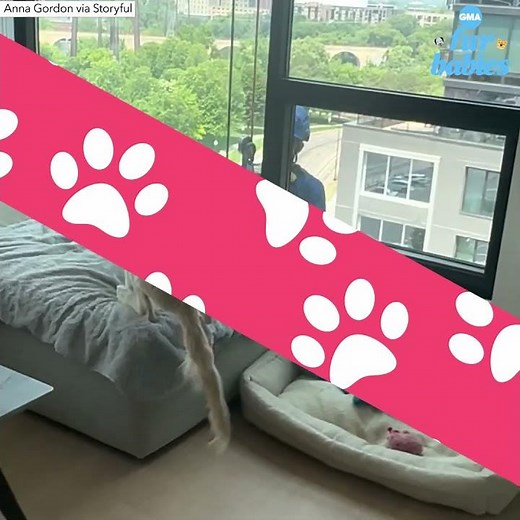 Window cleaner pays golden retriever puppy a surprise visit l GMA