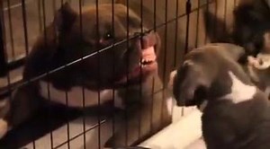 28K views · 881 reactions | XXL Designer Pitbulls on Reels | Facebook