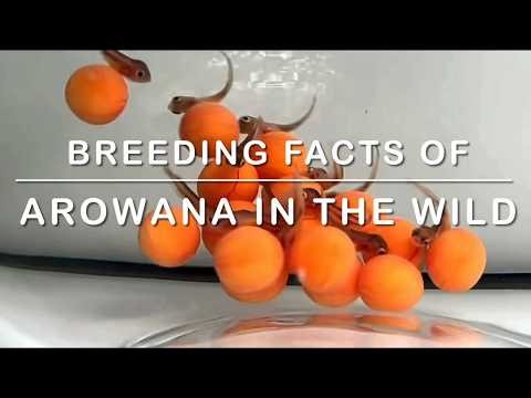 Breeding facts of Arowana in the wild #arowana #arowanafish #aquarium #fishaquarium #fishtank