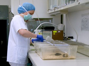 Murine Distal Colostomy, A Novel Model of Diversion Colitis in C57BL/6 Mice