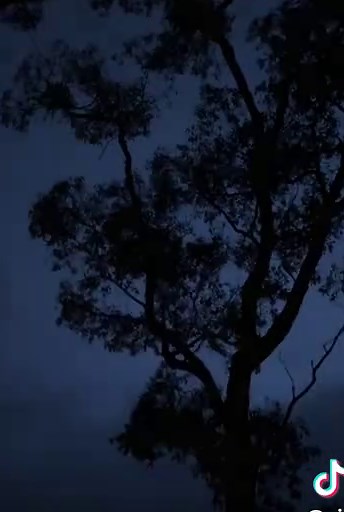 Stunning Sheet Lightning Footage in Aesthetic Rain